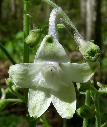 {Delphinium tricorne}